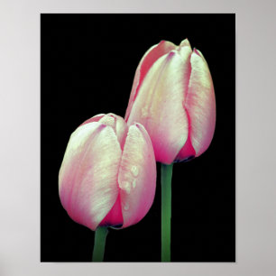 Rosa Tulip Flowers Poster