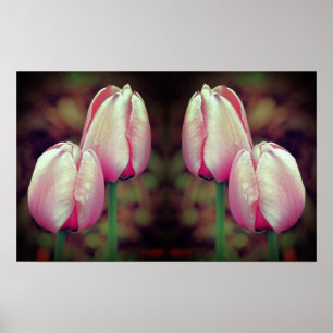Rosa Tulip Flowers Raindros Mirrored Abstrakt Poster