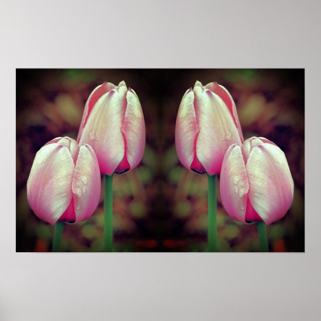 Rosa Tulip Flowers Raindros Mirrored Abstrakt Poster (Framsidan)