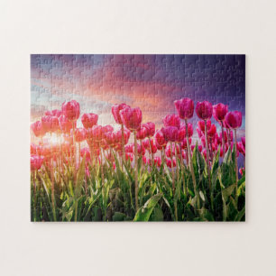 Rosa Tulip Flowers Sunset Nature Nederländerna Pussel