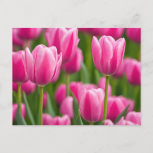 Rosa Tulip Flowers Vykort