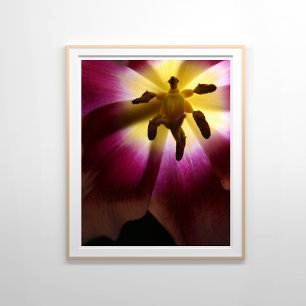 Rosa Tulip Fortsatt livsfotografi Poster