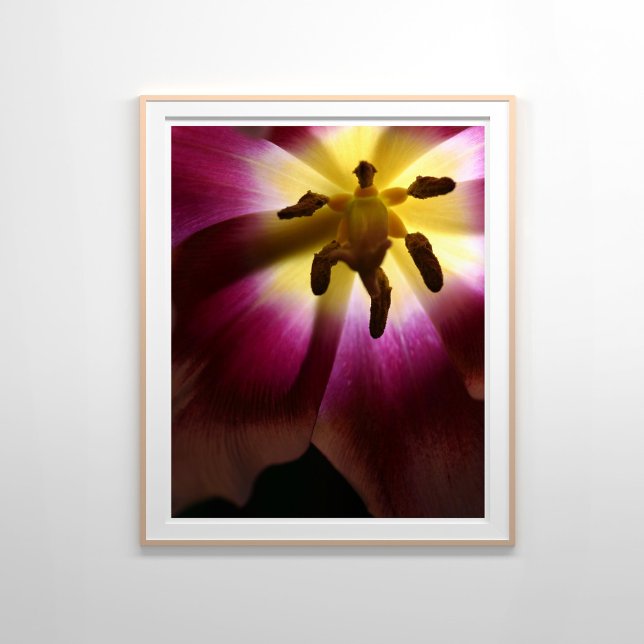 Rosa Tulip Fortsatt livsfotografi Poster (Skapare uppladdad)