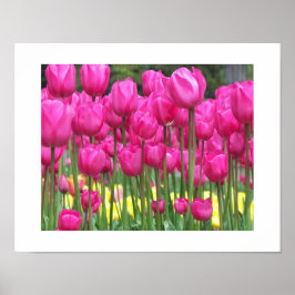 Rosa Tulip Garden Blommigt Fotografisk fotografi Poster