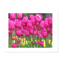 Rosa Tulip Garden Blommigt Fotografisk fotografi
