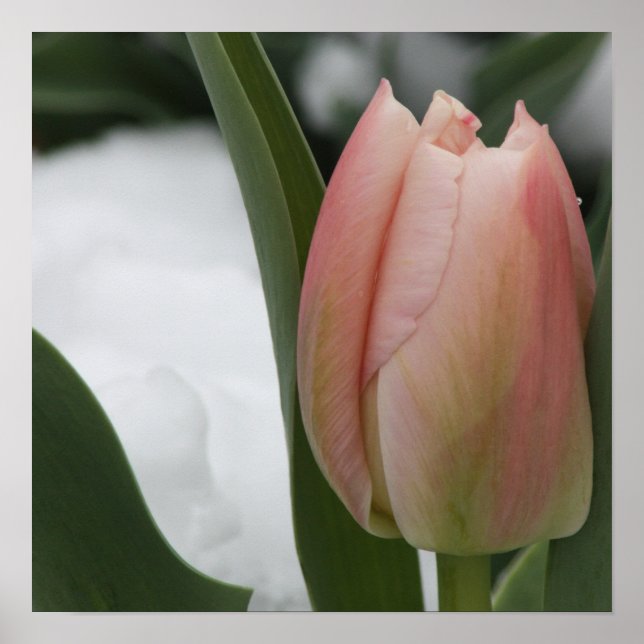 Rosa Tulip i Snö Poster (Framsidan)