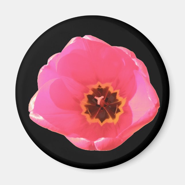 Rosa Tulip Magnet (Framsidan)