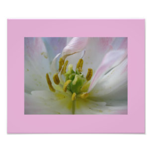 Rosa Tulip Makro Photo Fototryck