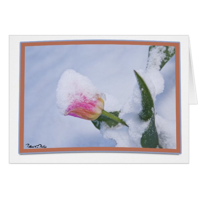 Rosa Tulip med ditt Snö-täcke Hälsningskort (Framsidan Horizontal)