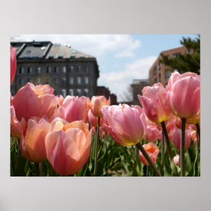 Rosa Tulip North End Poster