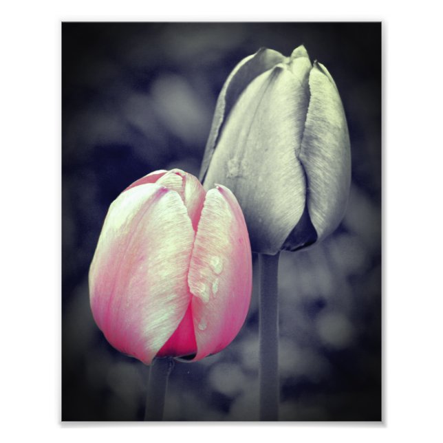 Rosa Tulip Pair Black and White Partial Färg 8 x 1 Fototryck (Framsidan)