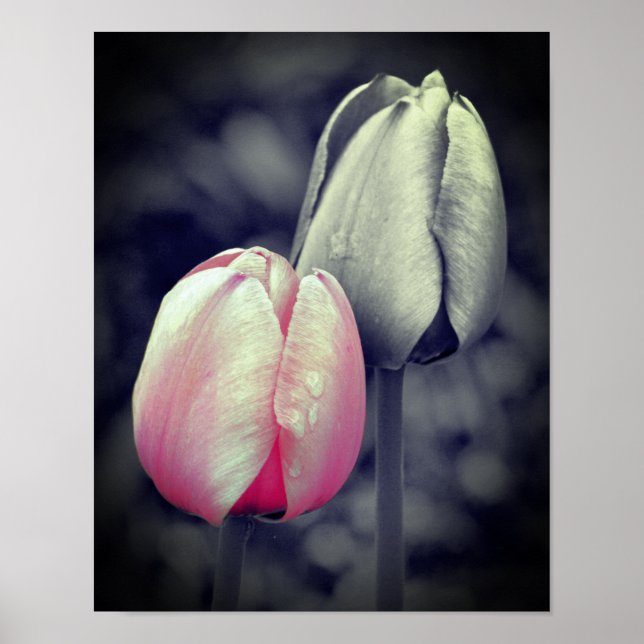 Rosa Tulip Pair Black and White Partial Färg Poster (Framsidan)