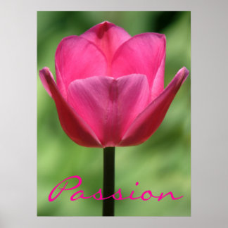 Rosa Tulip Passion Poster