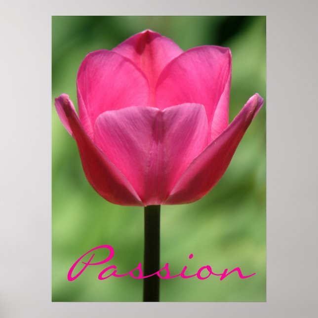 Rosa Tulip Passion Poster (Framsidan)