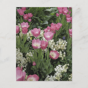 Rosa Tulip Photo Art Vykort
