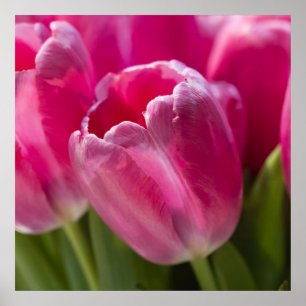 Rosa Tulip Porträtt Poster