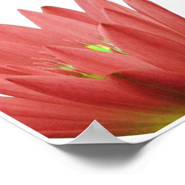 Rosa Tulip Poster (Hörn)