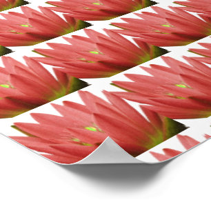 Rosa Tulip Poster