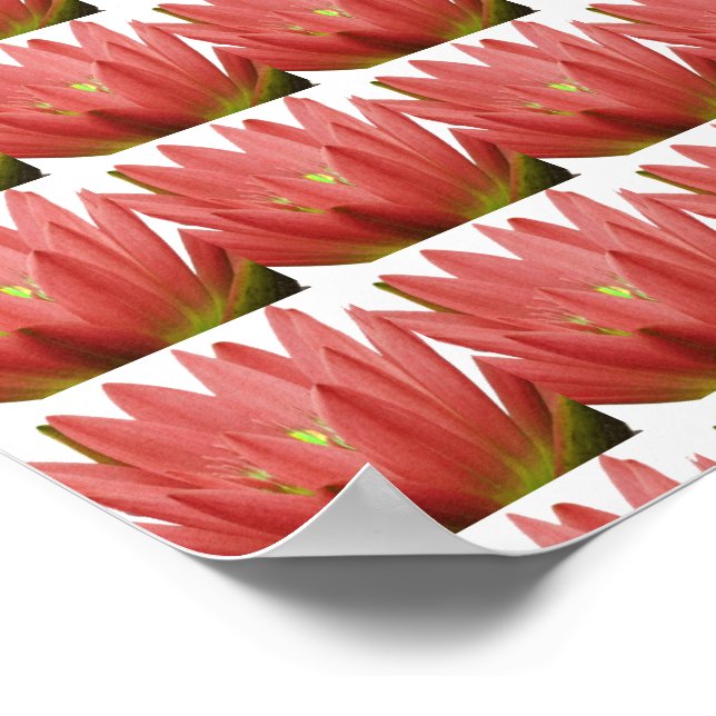 Rosa Tulip Poster (Hörn)