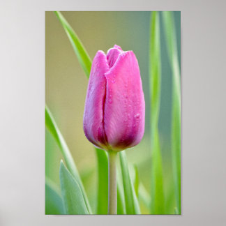Rosa Tulip Poster