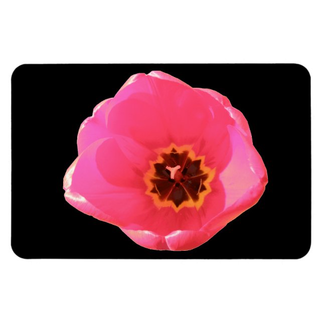 Rosa Tulip Premium Magnet (Horisontell)