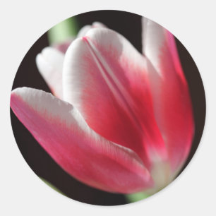 Rosa Tulip Runt Klistermärke