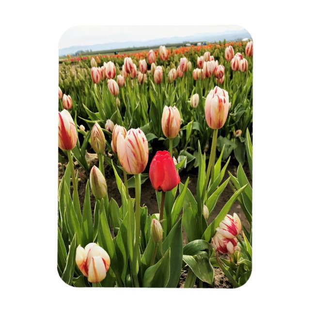 Rosa Tulip står ut Magnet (Vertikal)