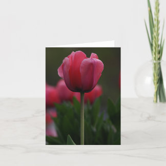 Rosa Tulip Tack Kort