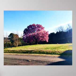 Rosa Tulip Träd Poster