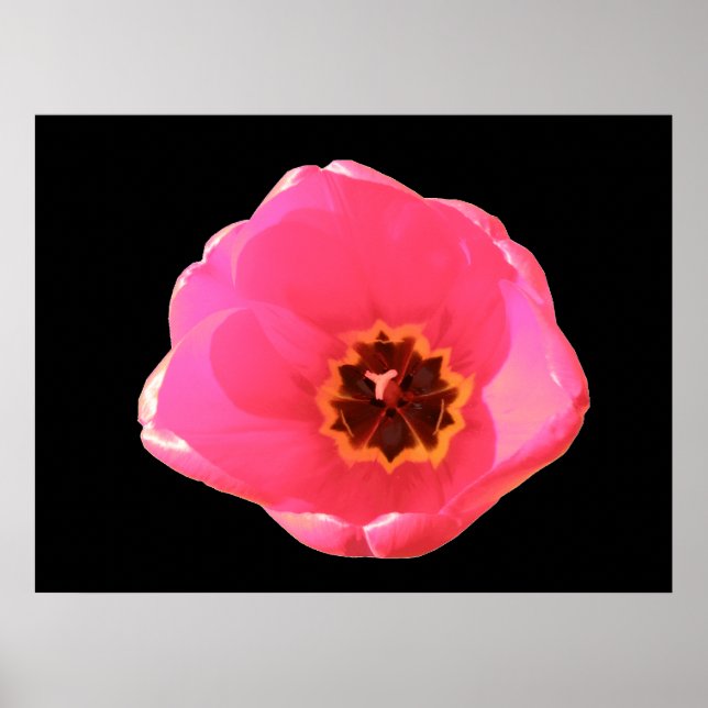 Rosa Tulip-utskrift Poster (Framsidan)