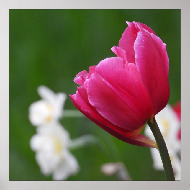 Rosa Tulip-vita daffodils Poster (Framsidan)