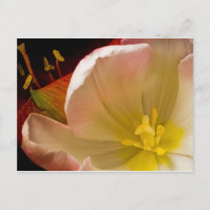 Rosa Tulip Vykort