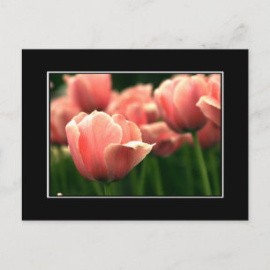 Rosa Tulip-vykort! (med gräns) Vykort
