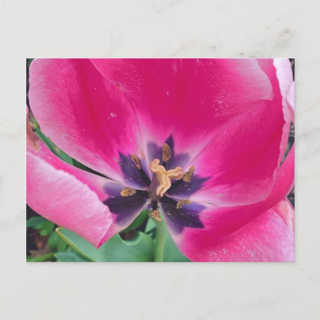 Rosa Tulip-vykort Vykort (Framsida)