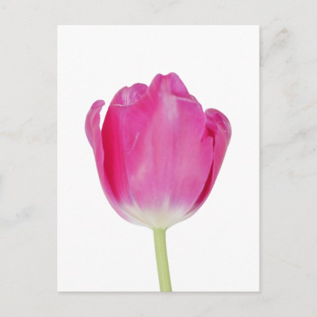 Rosa Tulip-vykort Vykort (Framsida)