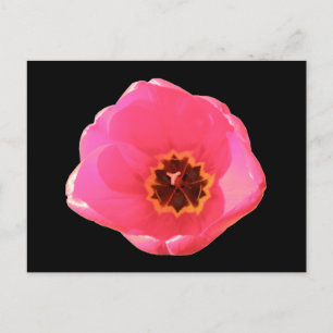Rosa Tulip-vykort Vykort