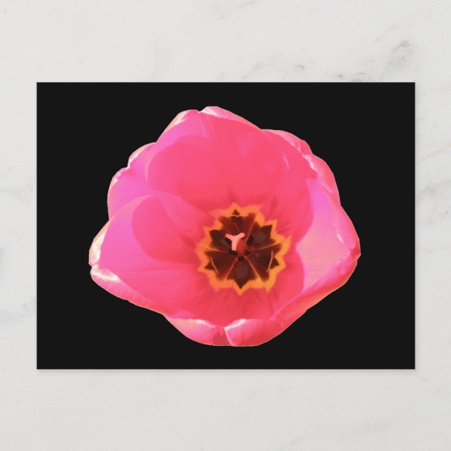 Rosa Tulip-vykort Vykort (Framsida)