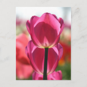 Rosa Tulip-vykort Vykort