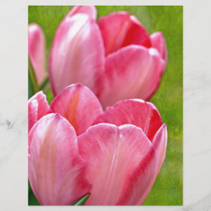 Rosa Tulips