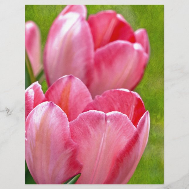 Rosa Tulips (Framsida)