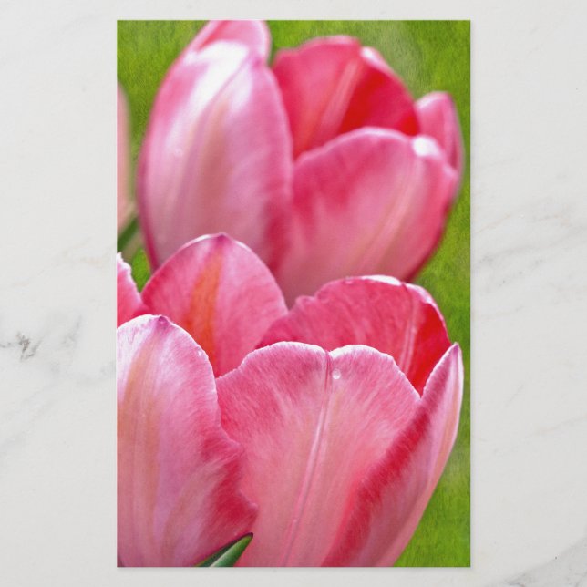 Rosa Tulips (Framsida)