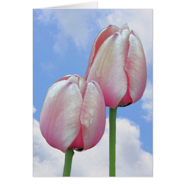Rosa Tulips Blå himmel Clouds naturkort OBS Kort (Framsidan)