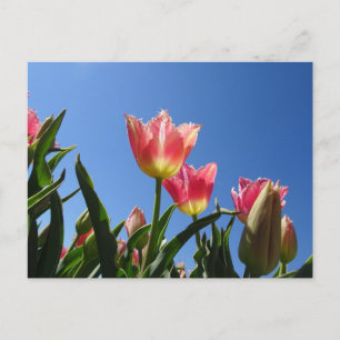 Rosa Tulips & Blå himmel DIY Postcard Vykort