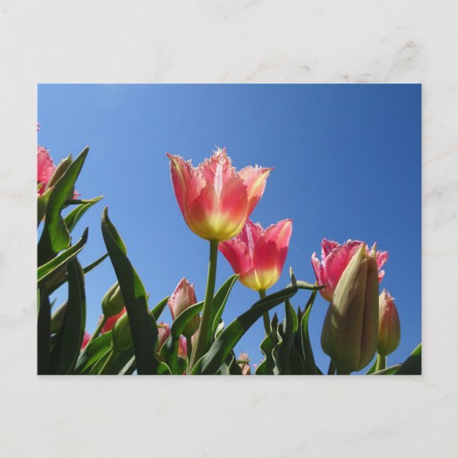Rosa Tulips & Blå himmel DIY Postcard Vykort (Framsida)