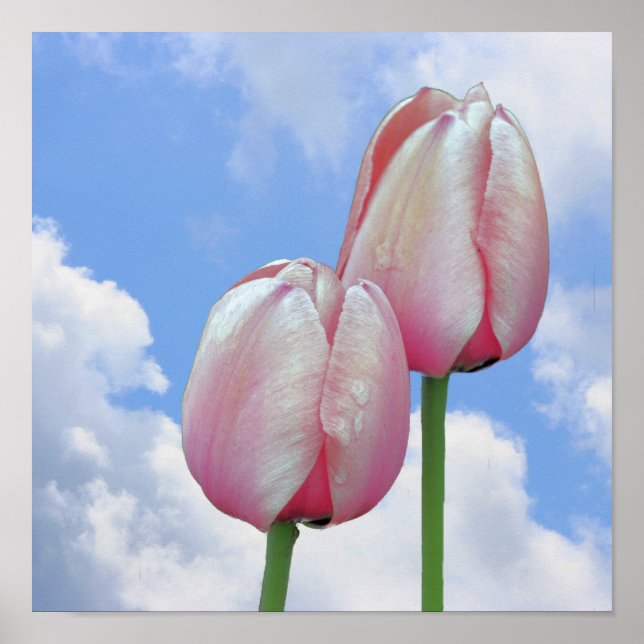 Rosa Tulips Blå himmel och vita moln Poster (Framsidan)