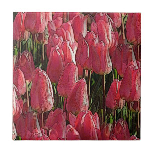 Rosa Tulips Blommigt Kakelplatta