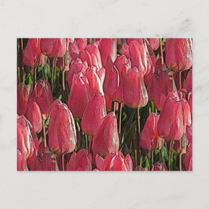 Rosa Tulips Blommigt Vykort