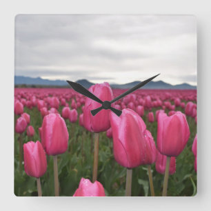 Rosa Tulips Blommor av akrylvägg Fyrkantig Klocka