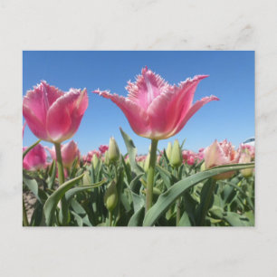 Rosa Tulips Fält Close Up DIY Postcard Vykort
