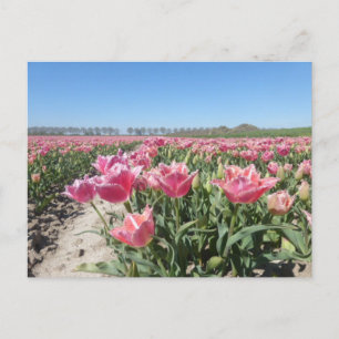 Rosa Tulips Fält Ligcape DIY vykort